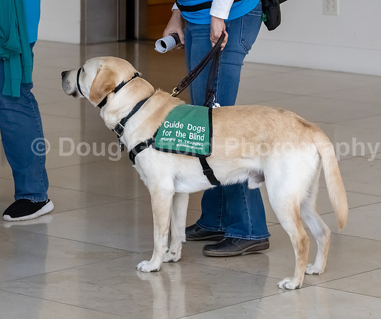 Walt Disney Animation Concert & Guide Dogs for the Blind