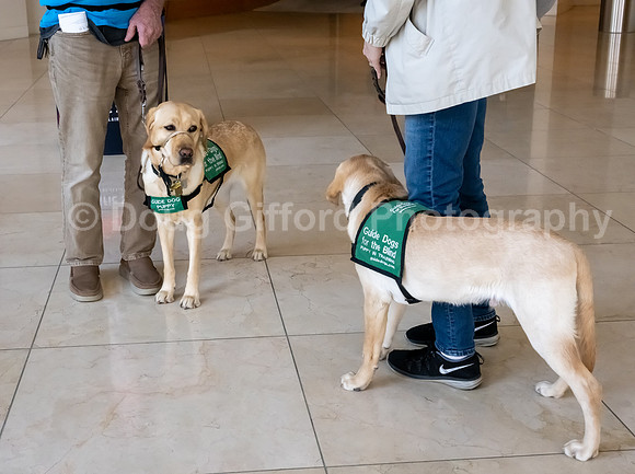Walt Disney Animation Concert & Guide Dogs for the Blind