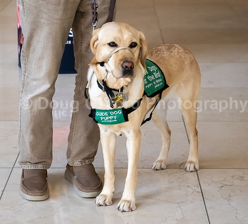 Walt Disney Animation Concert & Guide Dogs for the Blind
