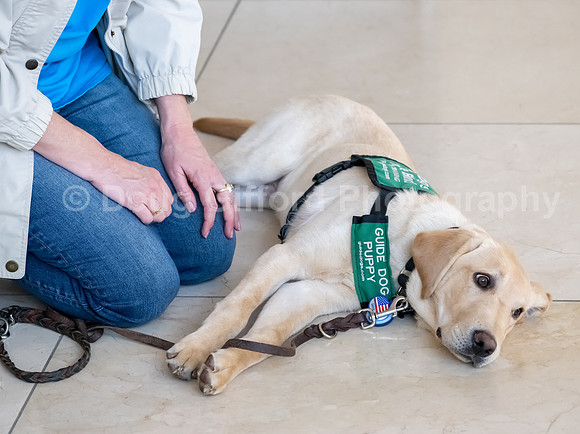 Walt Disney Animation Concert & Guide Dogs for the Blind