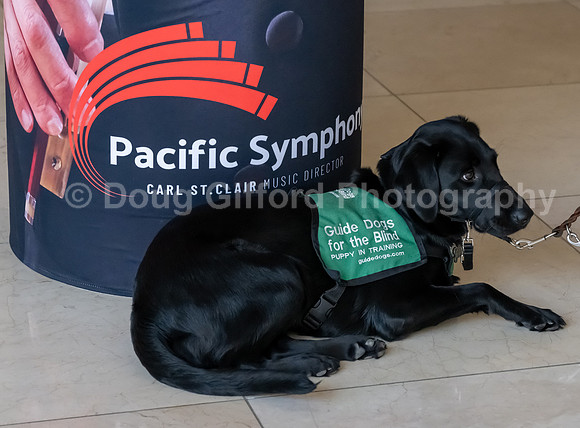 Walt Disney Animation Concert & Guide Dogs for the Blind