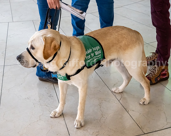 Walt Disney Animation Concert & Guide Dogs for the Blind