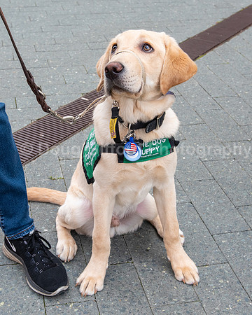 Walt Disney Animation Concert & Guide Dogs for the Blind