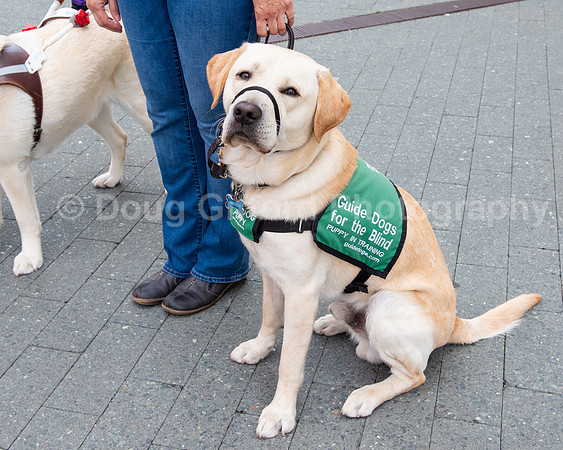 Walt Disney Animation Concert & Guide Dogs for the Blind