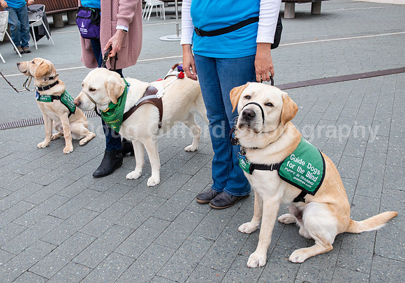 Walt Disney Animation Concert & Guide Dogs for the Blind