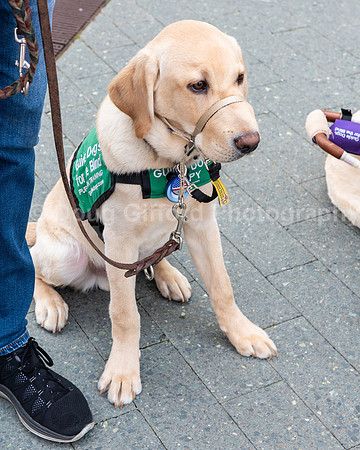 Walt Disney Animation Concert & Guide Dogs for the Blind