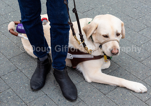 Walt Disney Animation Concert & Guide Dogs for the Blind