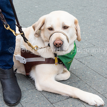 Walt Disney Animation Concert & Guide Dogs for the Blind