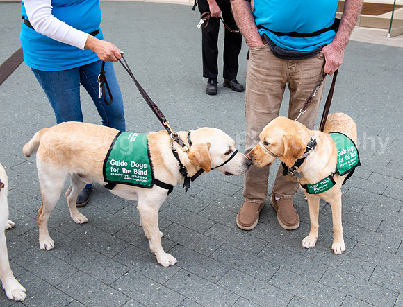 Walt Disney Animation Concert & Guide Dogs for the Blind