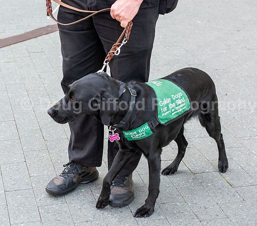 Walt Disney Animation Concert & Guide Dogs for the Blind