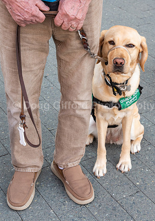 Walt Disney Animation Concert & Guide Dogs for the Blind