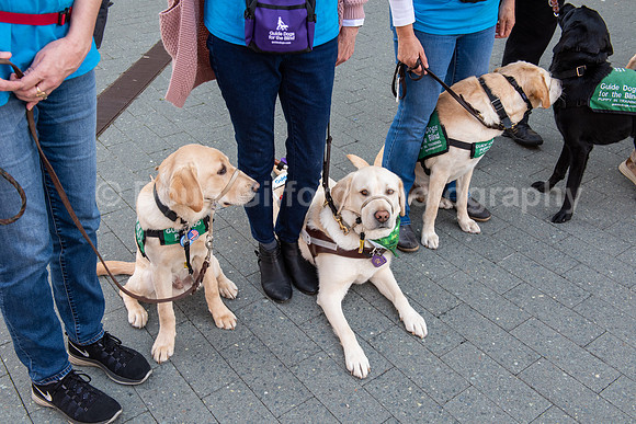 Walt Disney Animation Concert & Guide Dogs for the Blind