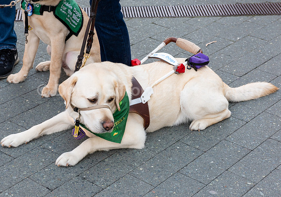 Walt Disney Animation Concert & Guide Dogs for the Blind