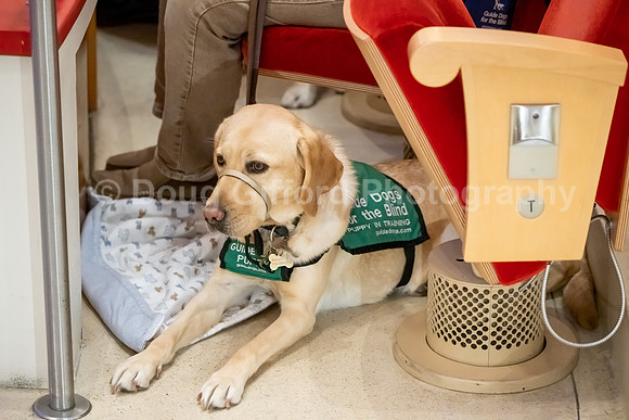 Walt Disney Animation Concert & Guide Dogs for the Blind