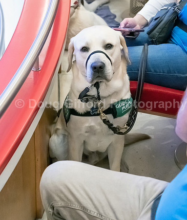 Walt Disney Animation Concert & Guide Dogs for the Blind