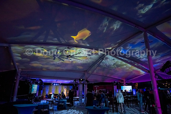 Pacific Marine Mammal Center "Splash" 2023 Gala