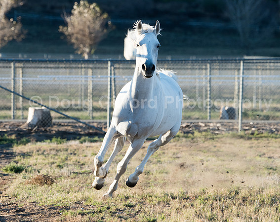 Cavalia "Odysseo" - Horse Vacation 110216
